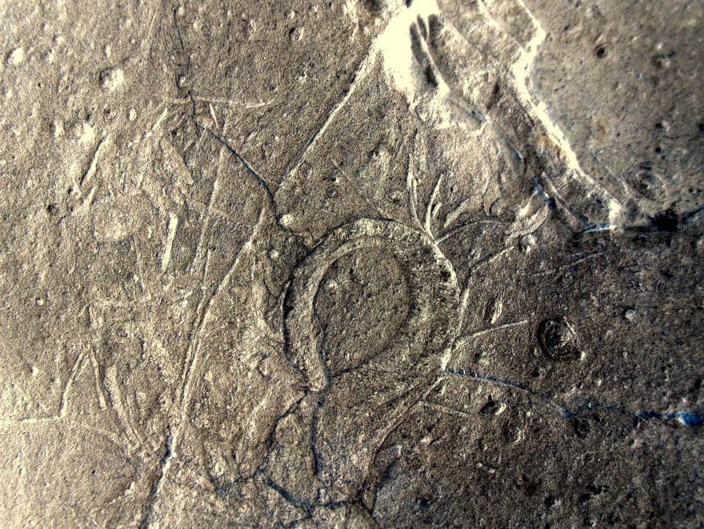 Fossile dell''Eocene